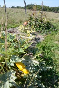 Fin d'été au Potager Mandala