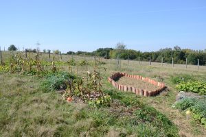 Potager mandala